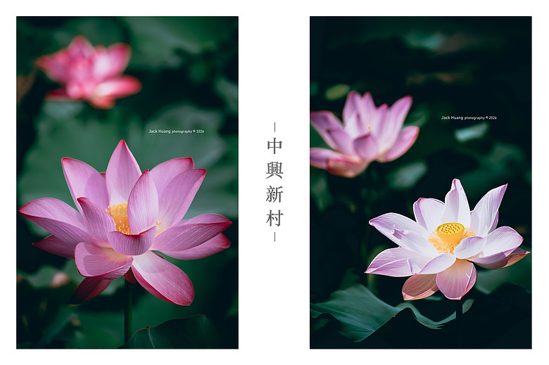 中興新村丨 輪轉慢遊省府的眷刻時光