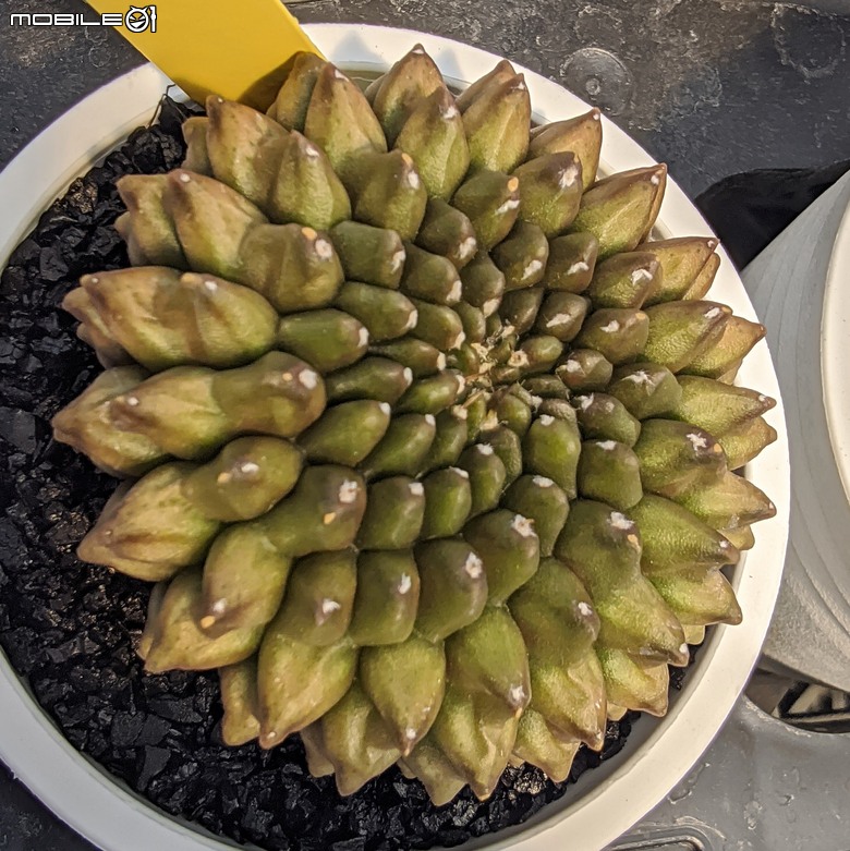 多肉植物 台南市佳里區綠樹園藝 05/03