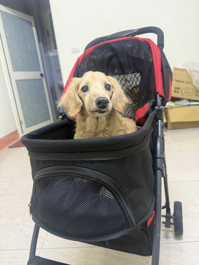 從小吃皇家飼料吃到大~12歲健康長壽老狗勾
