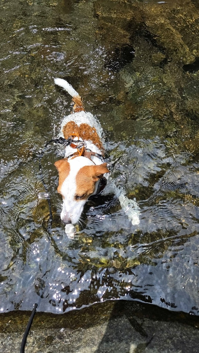 傑克羅素梗犬-玩水-老鷹溪瀑布*避暑