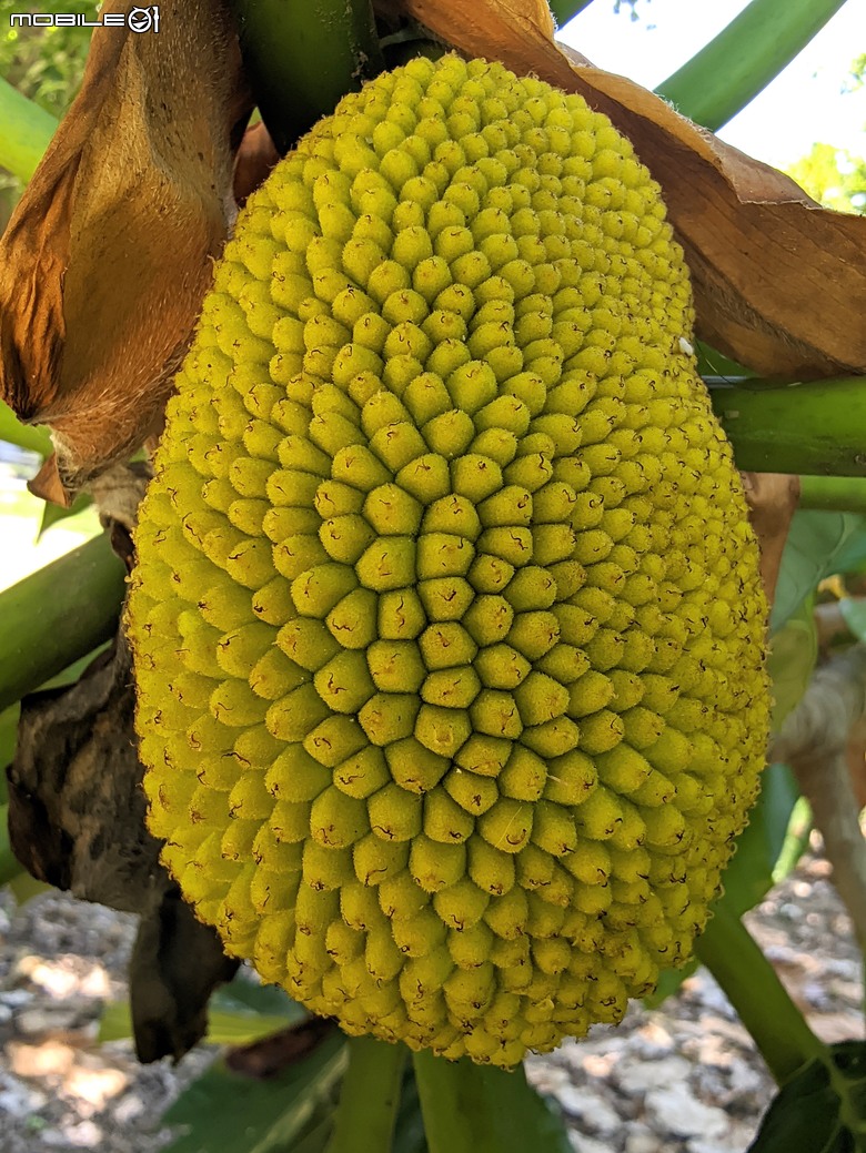 大花紫薇+鳳凰木+麵包樹.. 台南市安平區國平公81公園 05/10