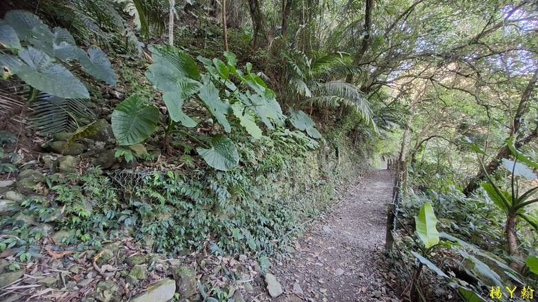 【郊山走走】馬胎古道、馬胎二期古道、南坪古道 山林輕鬆健行