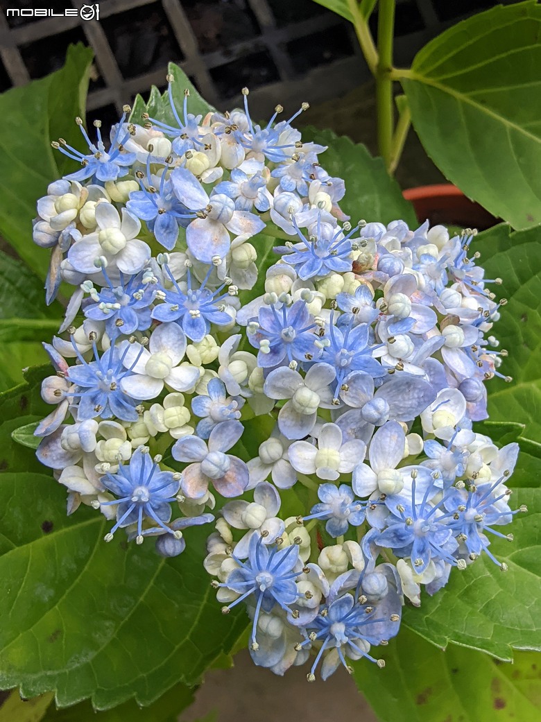 繡球花+夕霧草 台南市歸仁區七甲花卉區 05/17