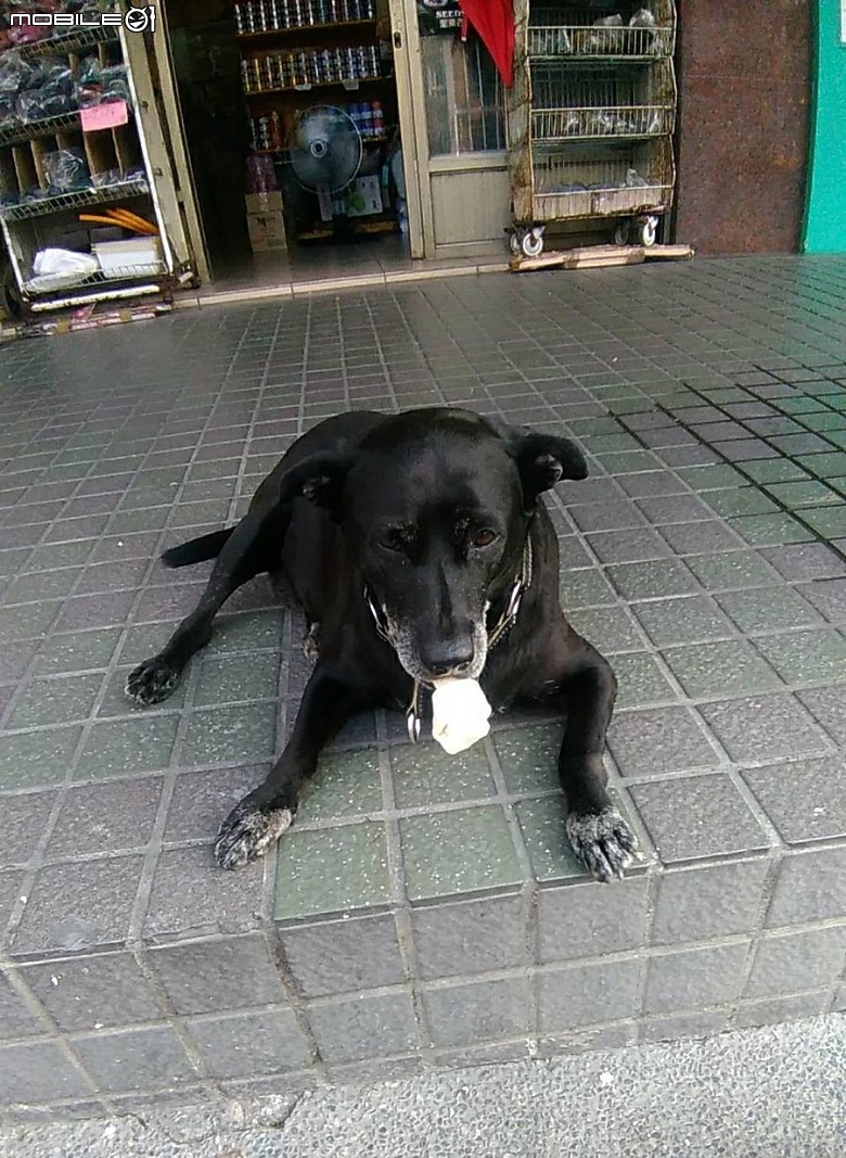 點我看大圖 黑龍在天~緬懷天堂的阿龍、小黑