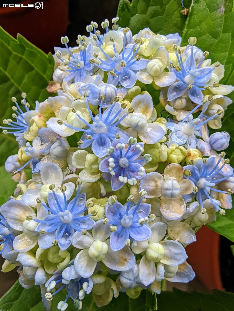 繡球花+夕霧草 台南市歸仁區七甲花卉區 05/17