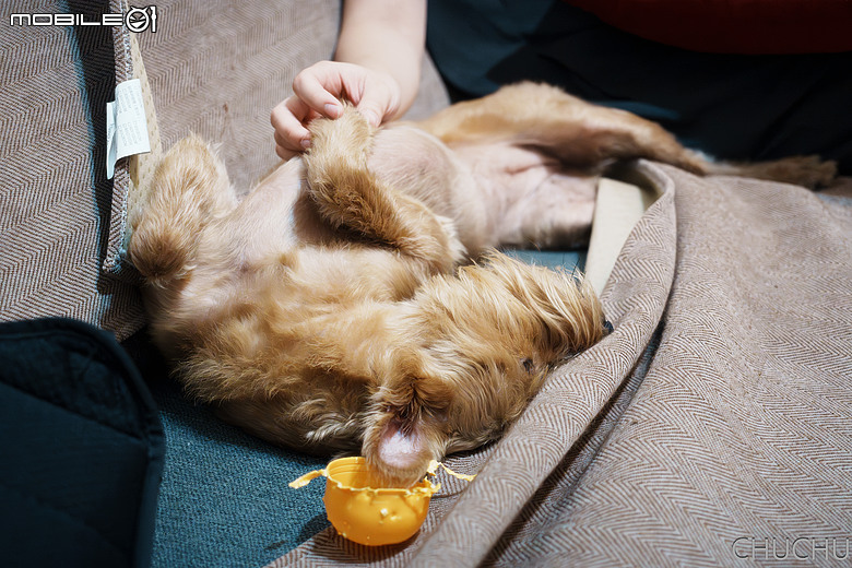 點我看大圖 Sony A7M4 與 Contax Vario-Sonnar T* 3.5-4.5/28-70 MMJ