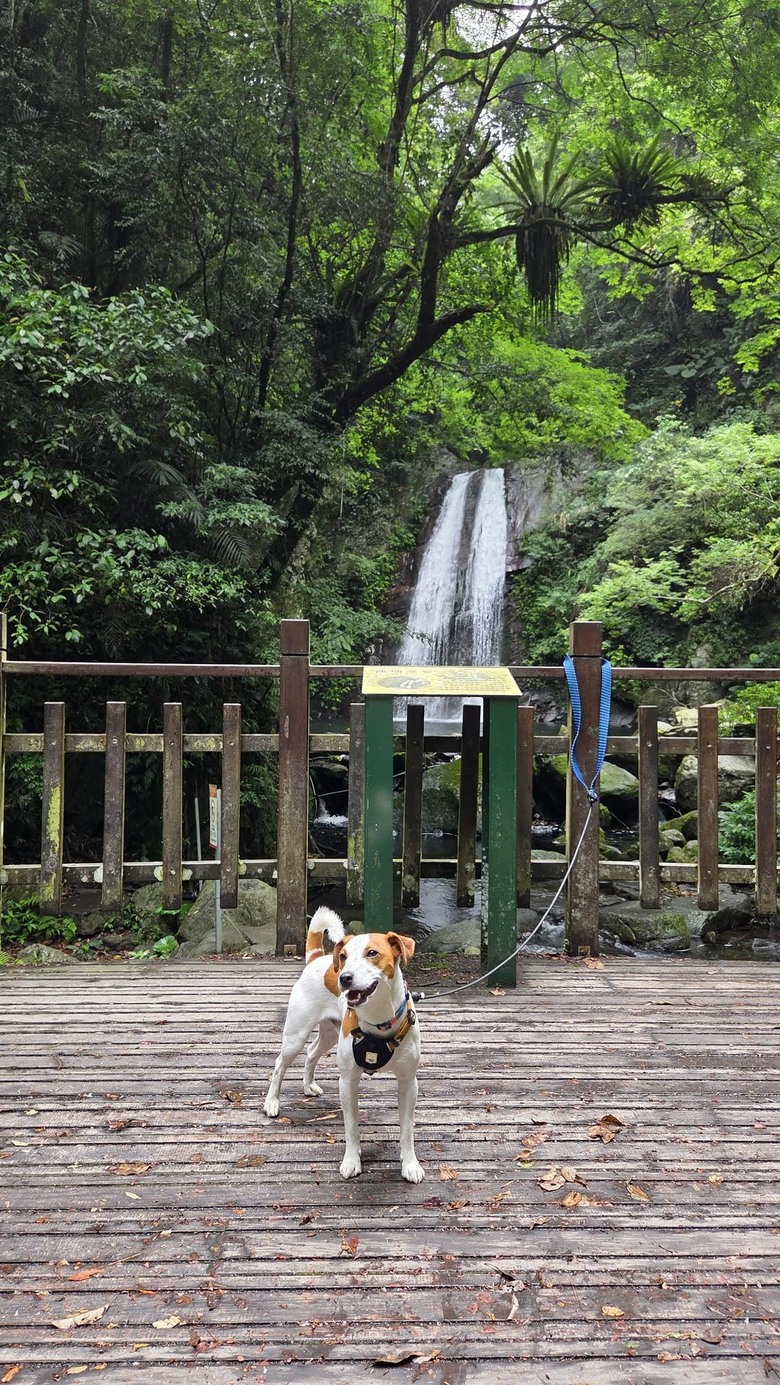 傑克羅素梗犬-玩水-老鷹溪瀑布*避暑