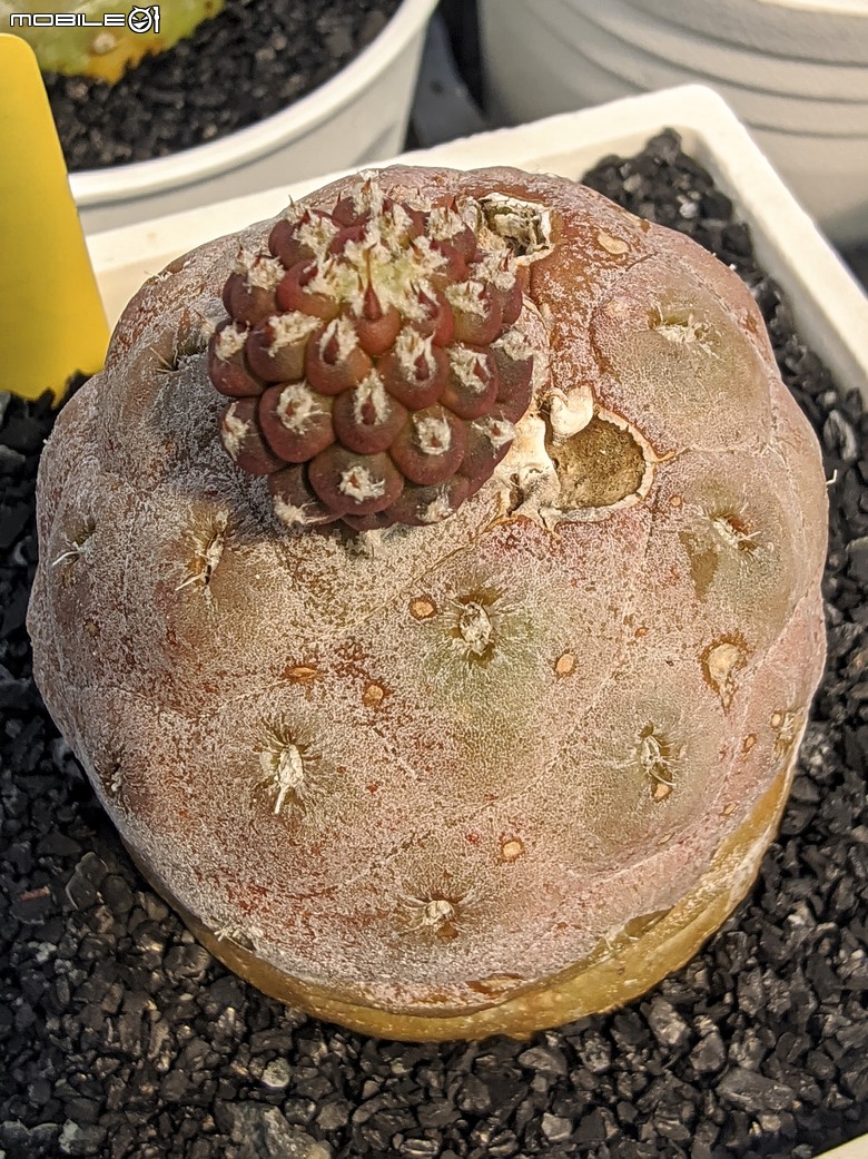 多肉植物 台南市佳里區綠樹園藝 05/03