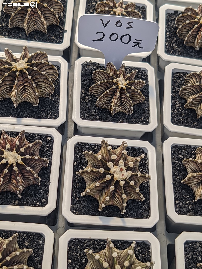 多肉植物 台南市佳里區綠樹園藝 05/03