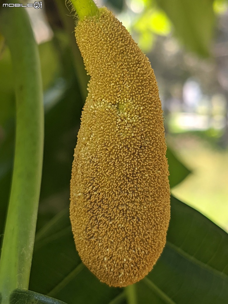 大花紫薇+鳳凰木+麵包樹.. 台南市安平區國平公81公園 05/10