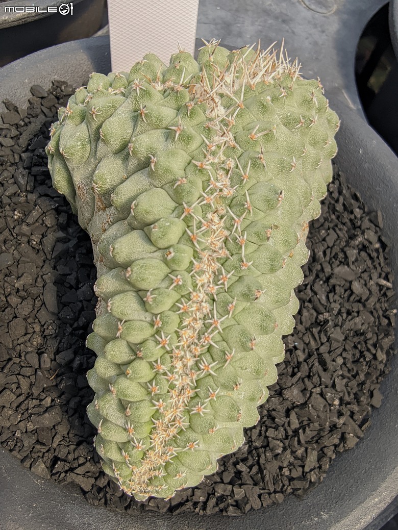 多肉植物 台南市佳里區綠樹園藝 05/03