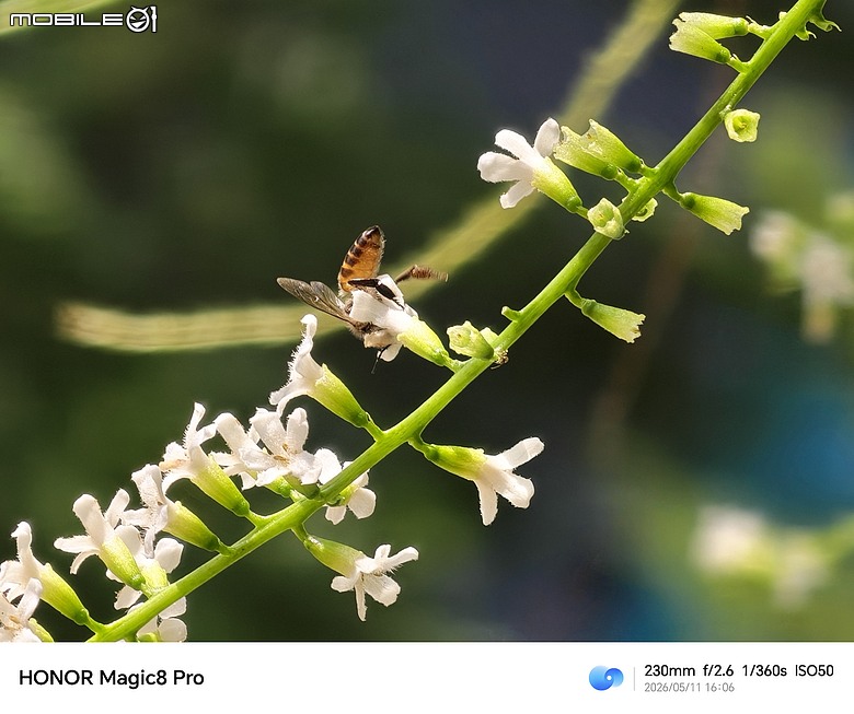 HONOR Magic8 Pro 體驗｜AI 魔法初登台，高 CP 值旗艦新勢力！