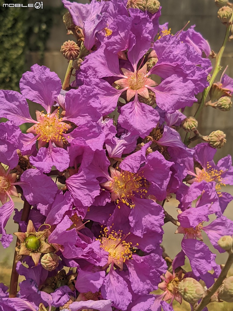 阿勃勒+紫薇花+稜果榕 台南市仁德區 05/16