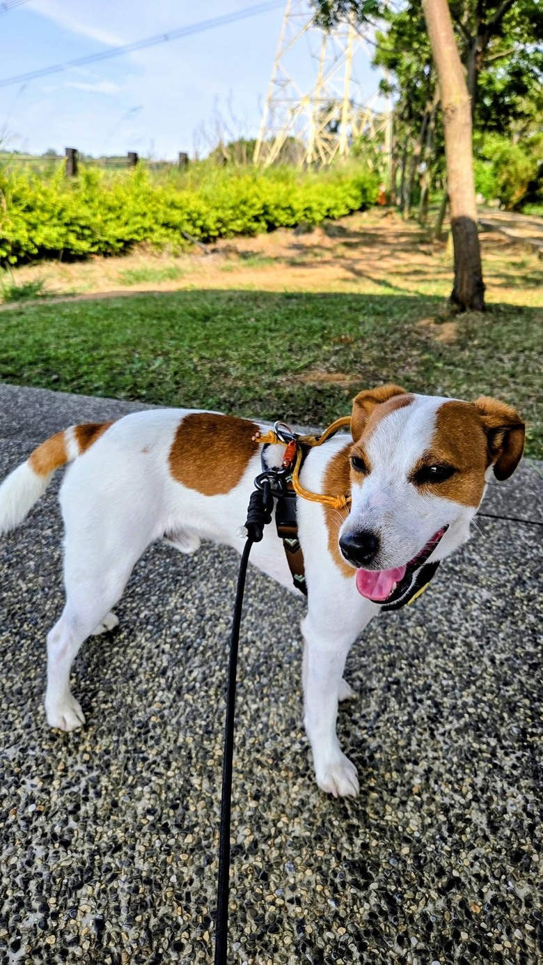 傑克羅素梗犬-玩水-老鷹溪瀑布*避暑