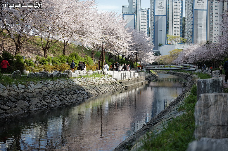 釜山賞櫻員工旅遊(上)