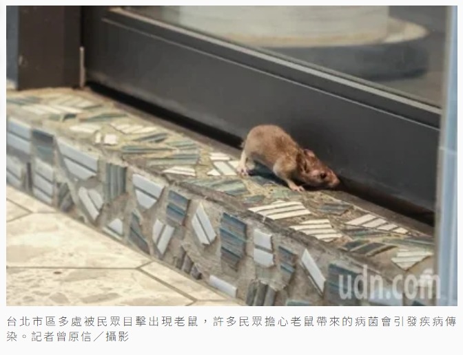 聯合報UDN圖輯／過街老鼠嚇到行人 都市鼠患使人苦惱