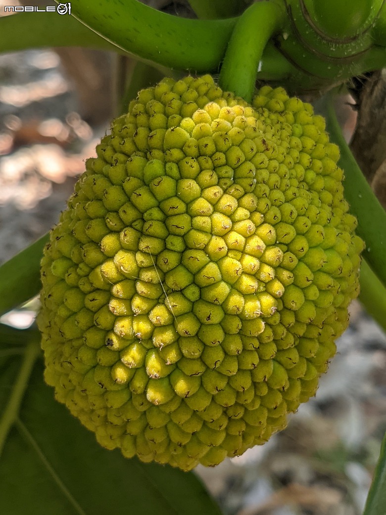 大花紫薇+鳳凰木+麵包樹.. 台南市安平區國平公81公園 05/10