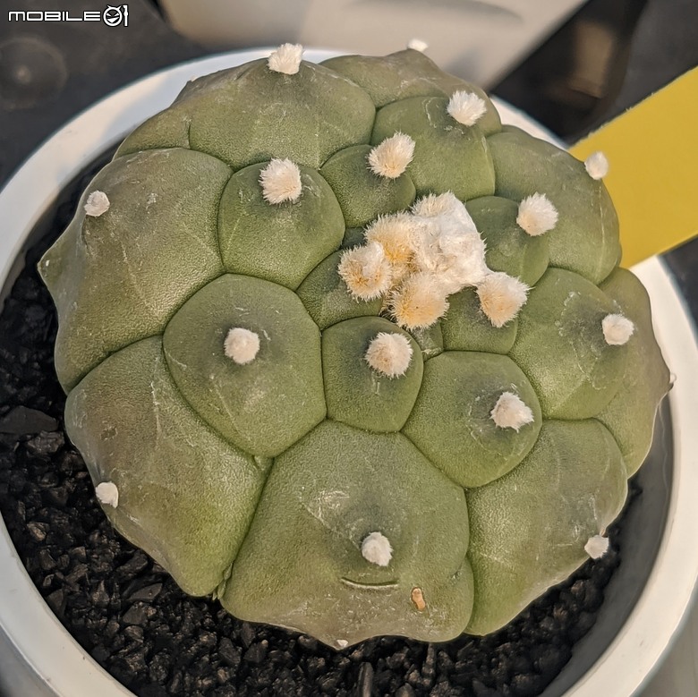 多肉植物 台南市佳里區綠樹園藝 05/03