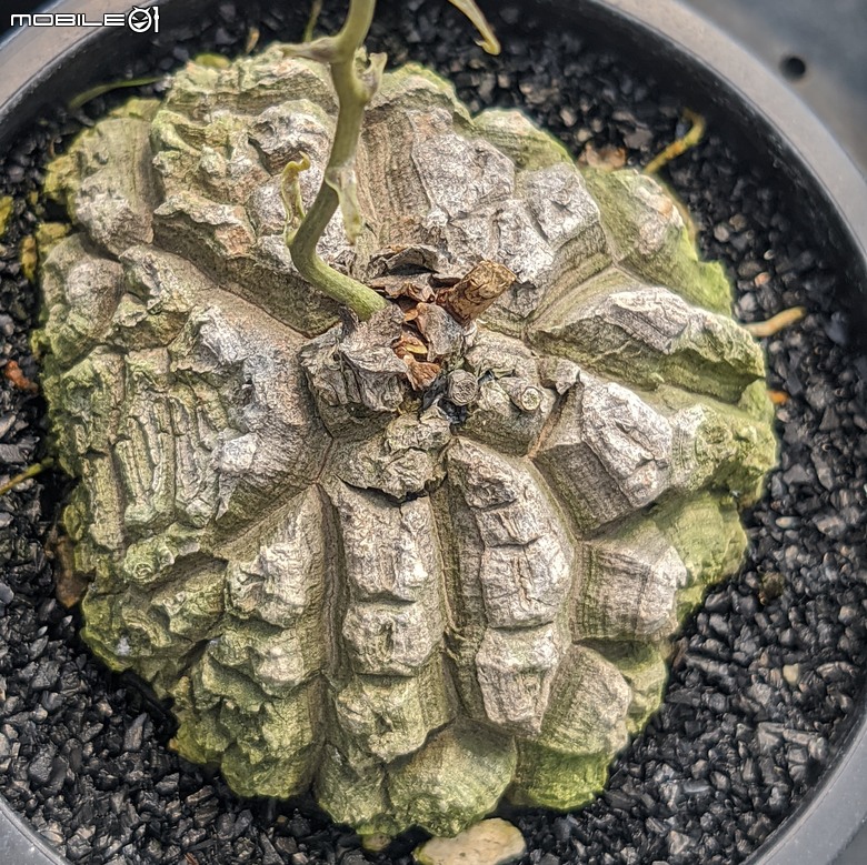 多肉植物 台南市佳里區綠樹園藝 05/03