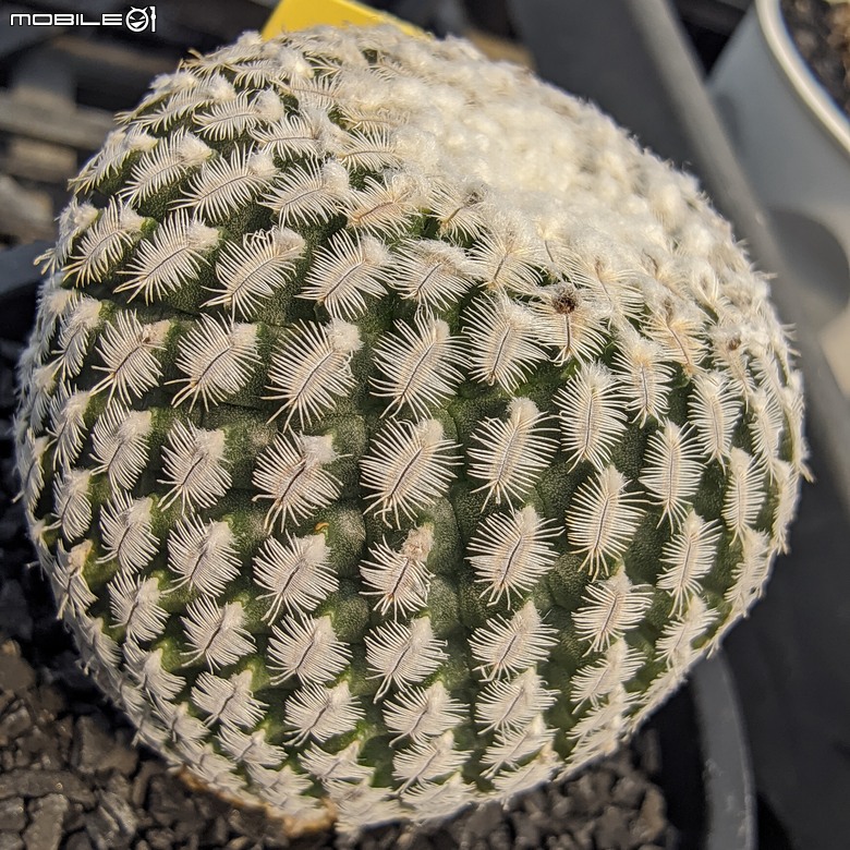 多肉植物 台南市佳里區綠樹園藝 05/03