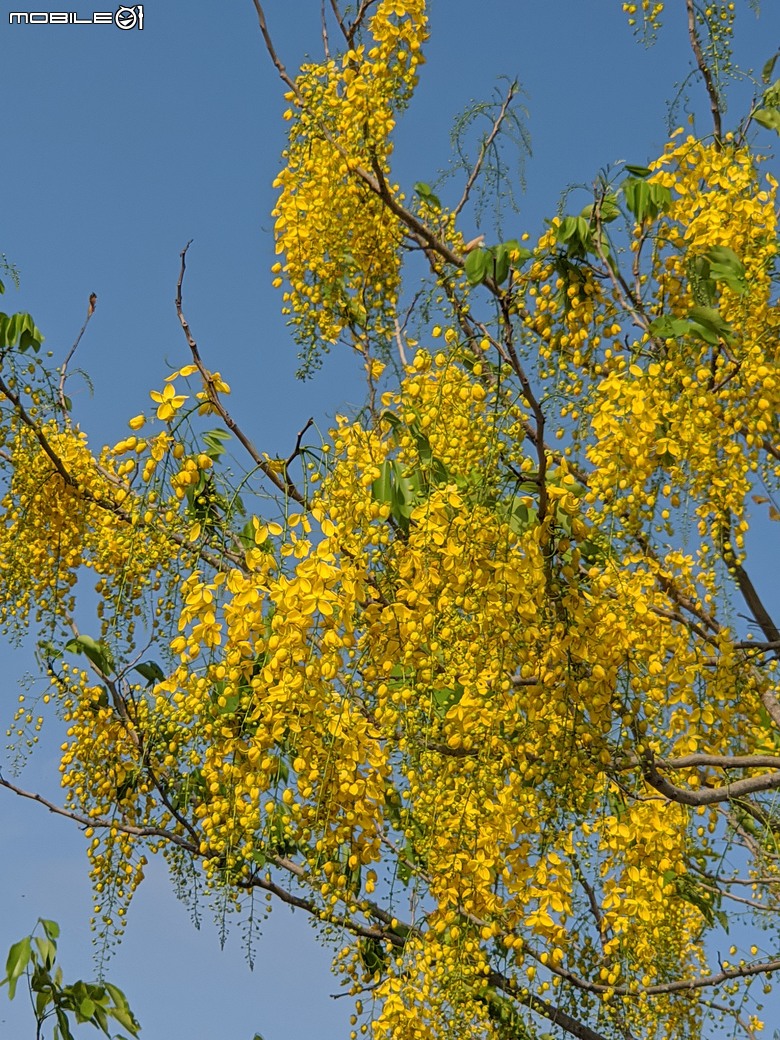 大花紫薇+鳳凰木+麵包樹.. 台南市安平區國平公81公園 05/10