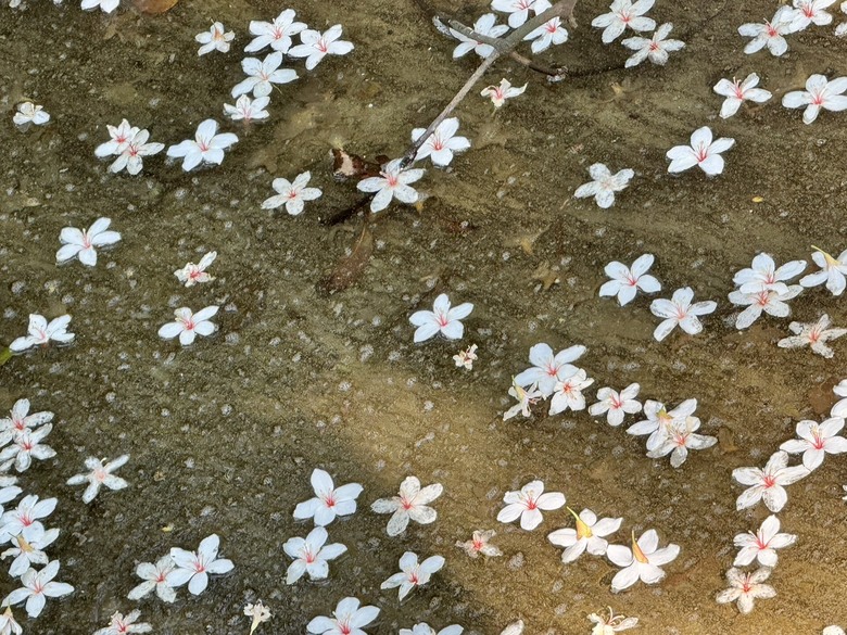 外埔隱藏版桐花景點|人少安靜又療癒