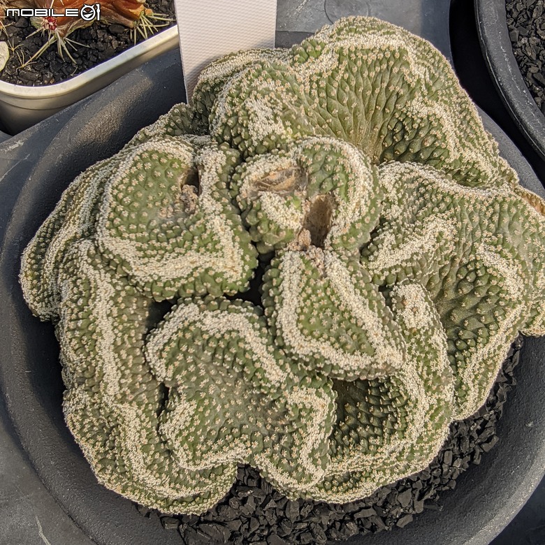 多肉植物 台南市佳里區綠樹園藝 05/03