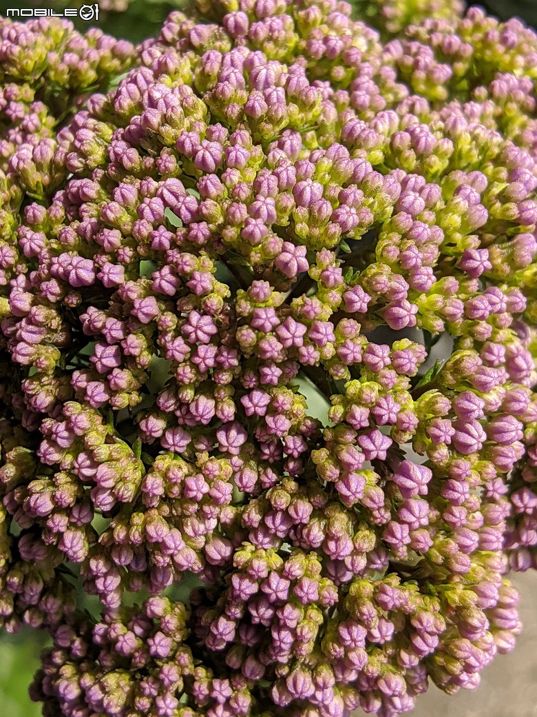 繡球花+夕霧草 台南市歸仁區七甲花卉區 05/17