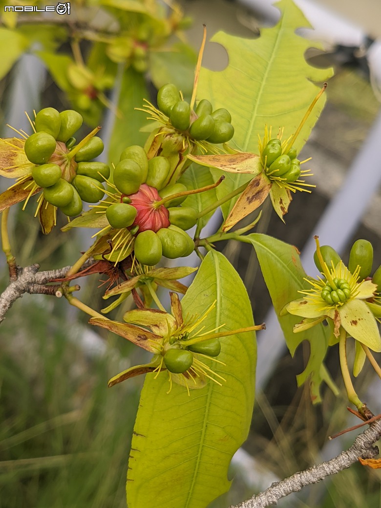 大花紫薇+鳳凰木+麵包樹.. 台南市安平區國平公81公園 05/10