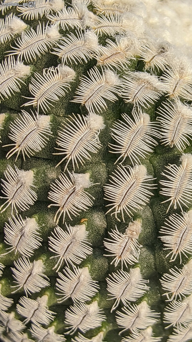 多肉植物 台南市佳里區綠樹園藝 05/03