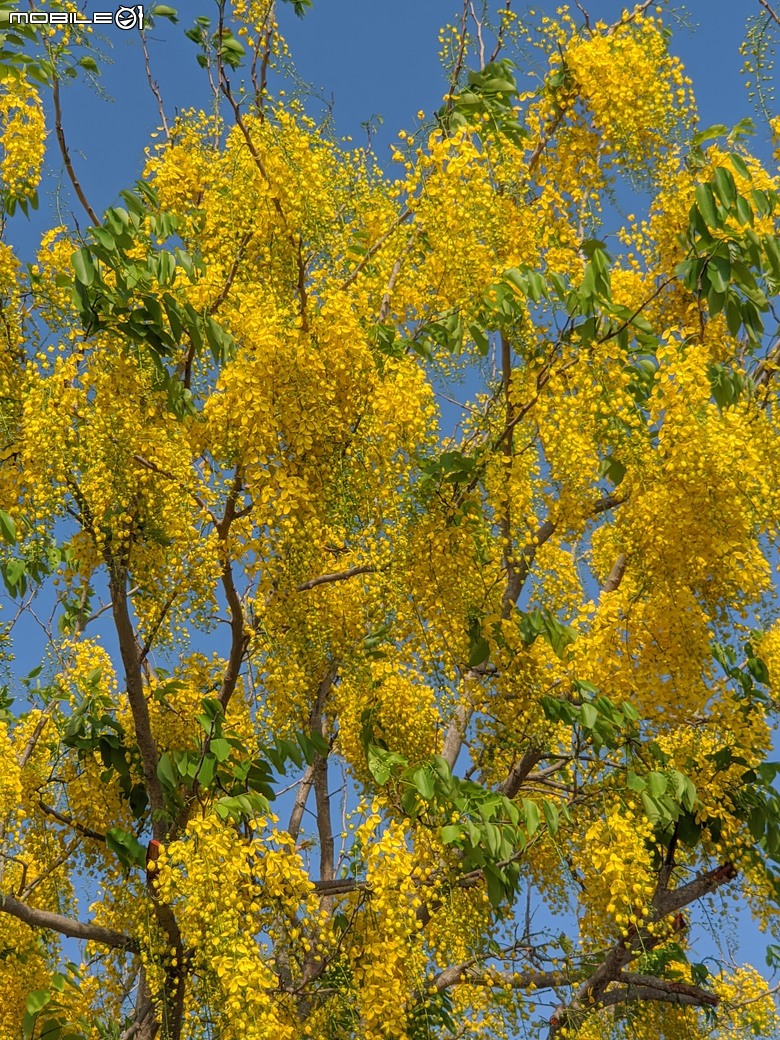 大花紫薇+鳳凰木+麵包樹.. 台南市安平區國平公81公園 05/10