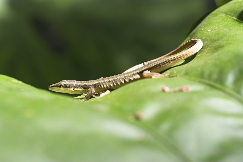 [初體驗] Sony FE 100mm f/2.8 Macro GM OSS