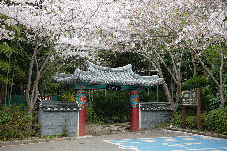釜山賞櫻員工旅遊(上)