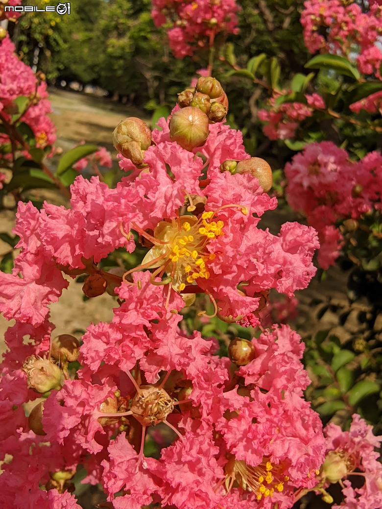 阿勃勒+紫薇花+稜果榕 台南市仁德區 05/16