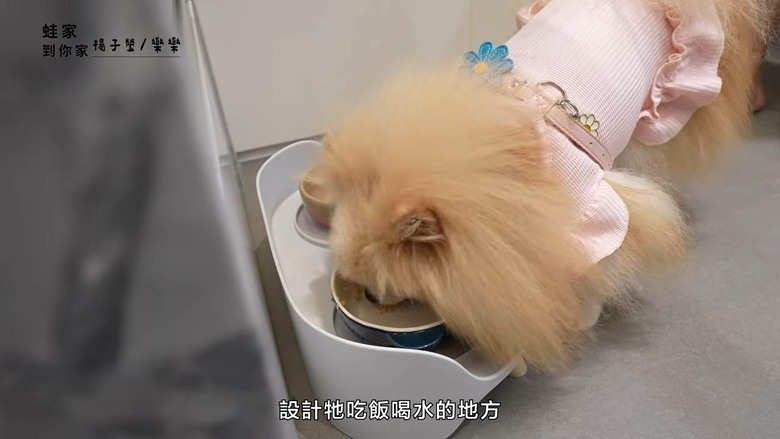 細節造就快樂小狗!開箱設計師的寵物宅,玄關動線、收納清潔全是主人的愛