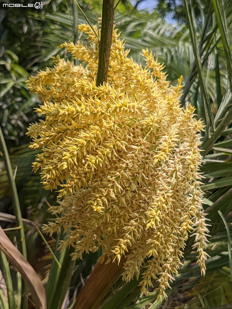 砲彈樹+羅比親王海棗+墨西哥合歡... 台南市中西區光賢公園 05/03