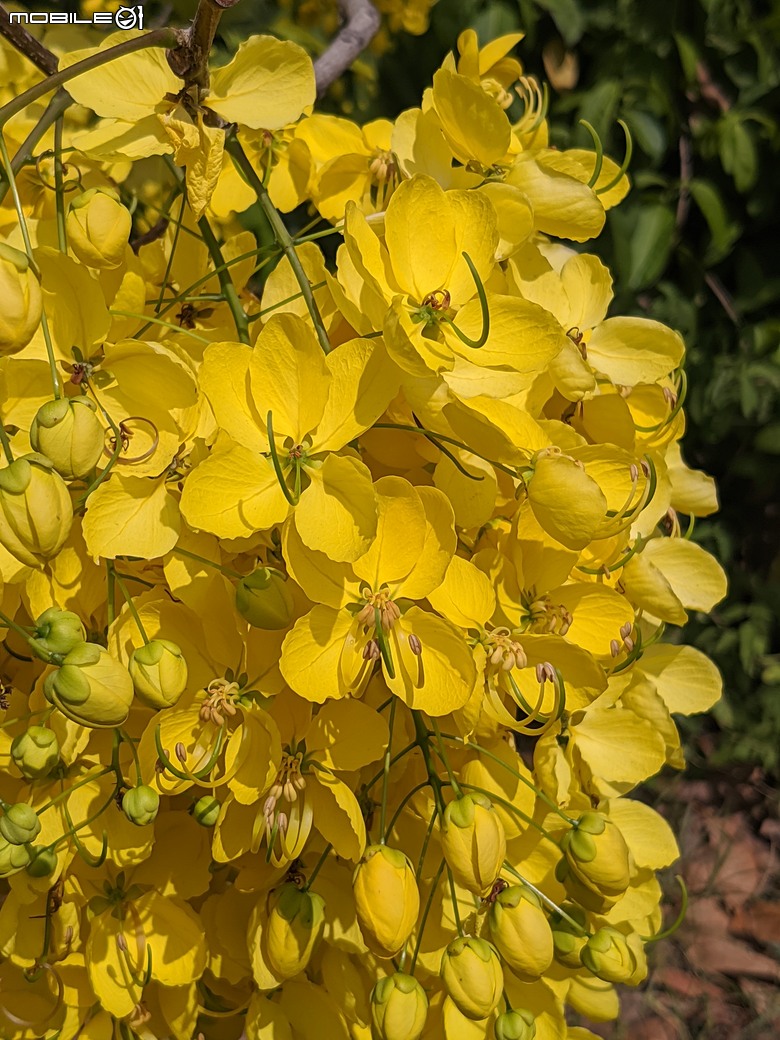 阿勃勒+紫薇花+稜果榕 台南市仁德區 05/16