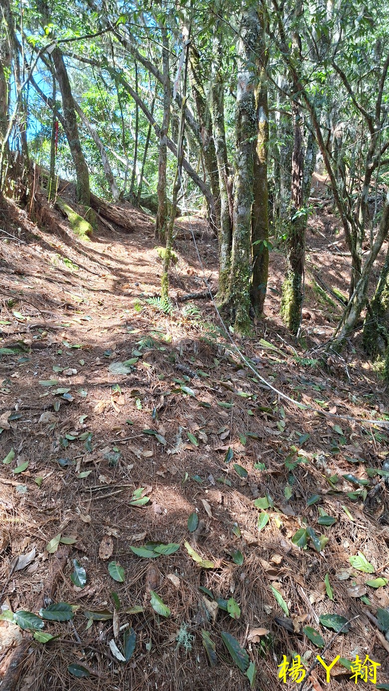 【台灣小百岳】開車比爬山時間還久的小百岳 — 卡拉寶山、碧綠神木