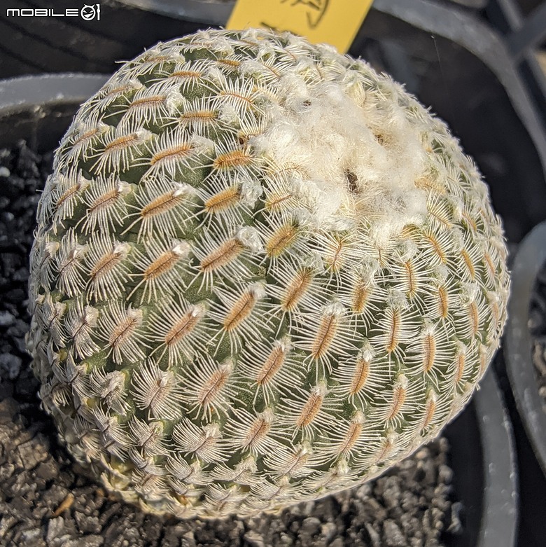 多肉植物 台南市佳里區綠樹園藝 05/03