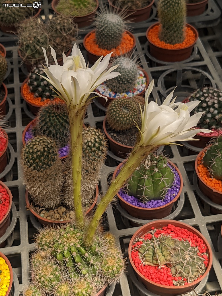 多肉植物開花 台南市歸仁區七甲花卉區 05/01