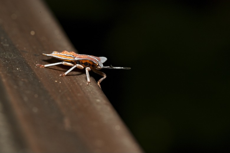 [初體驗] Sony FE 100mm f/2.8 Macro GM OSS