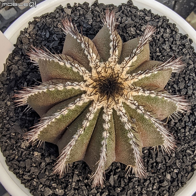 多肉植物 台南市佳里區綠樹園藝 05/03