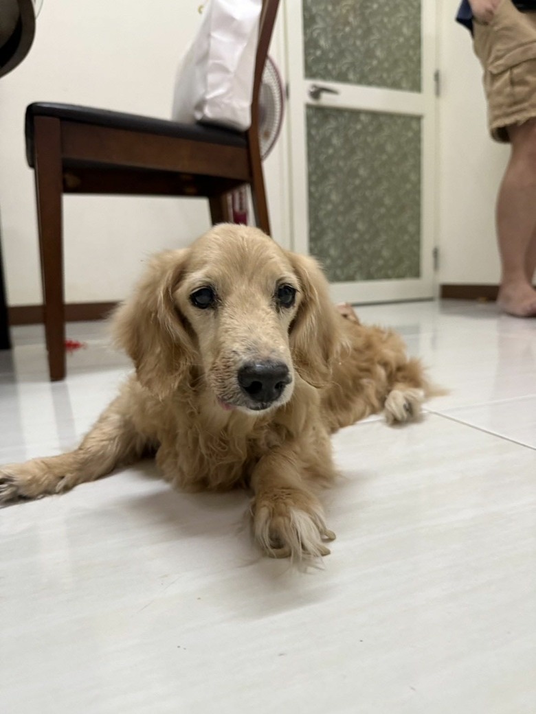 從小吃皇家飼料吃到大~12歲健康長壽老狗勾