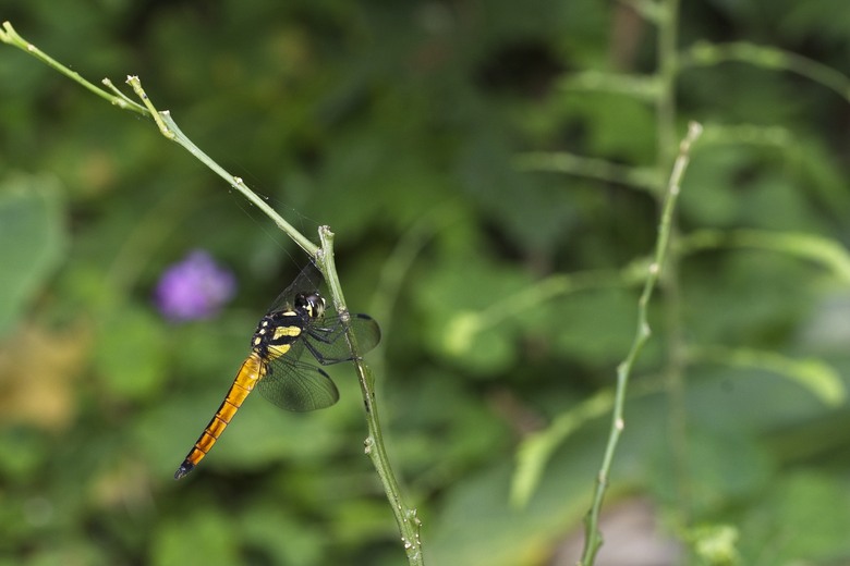 [初體驗] Sony FE 100mm f/2.8 Macro GM OSS