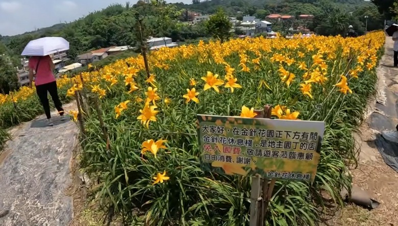 彰化隱藏版「黃金山丘」！看完三級古蹟「虎山巖」金針花，必吃這碗阿宏豬腳飯！