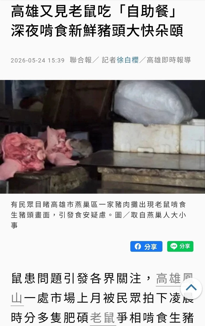 高雄又見老鼠吃「自助餐」 深夜啃食新鮮豬頭大快朵頤