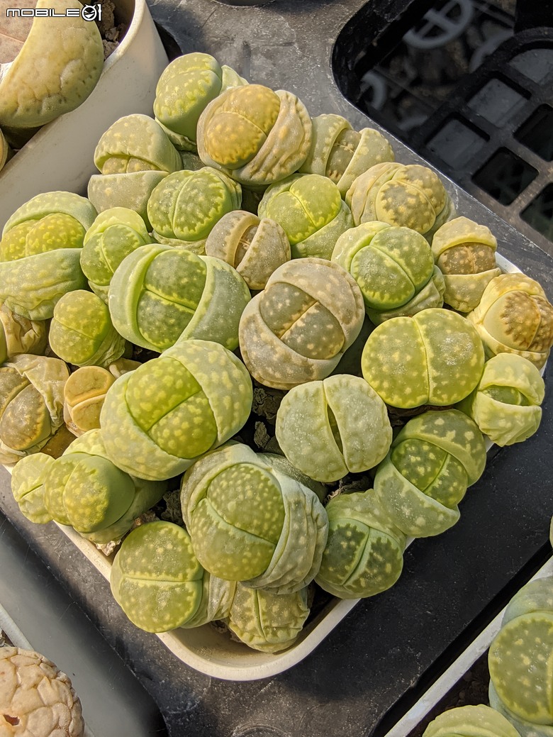 多肉植物 台南市佳里區綠樹園藝 05/03