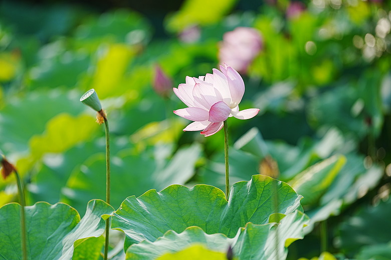 點我看大圖 Sony FE 100-400mm F4.5 GM OSS 評測報告|恆定光圈 x 內變焦、開啟超望遠新篇章!