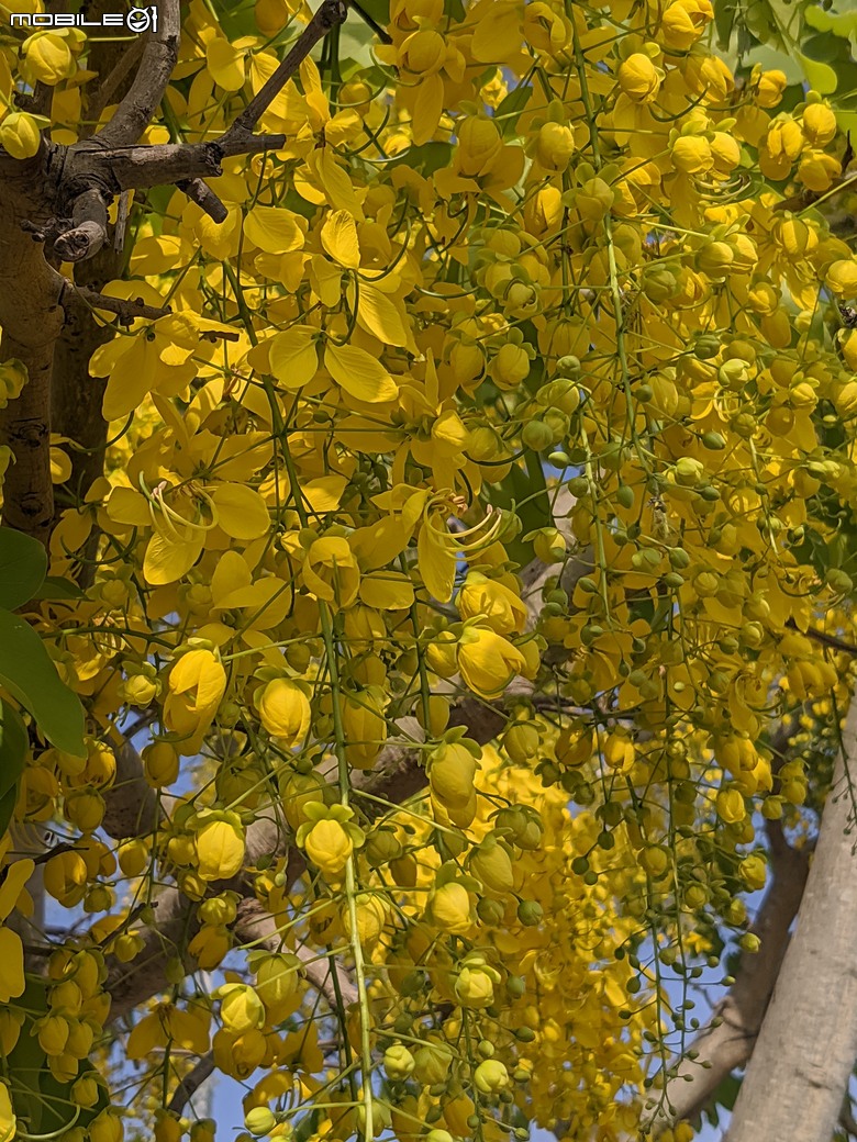 大花紫薇+鳳凰木+麵包樹.. 台南市安平區國平公81公園 05/10