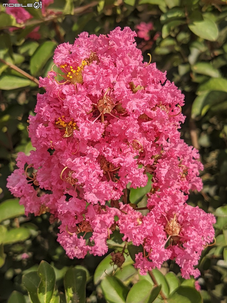 阿勃勒+紫薇花+稜果榕 台南市仁德區 05/16
